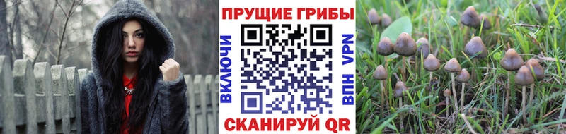 Псилоцибиновые грибы GOLDEN TEACHER Приморск